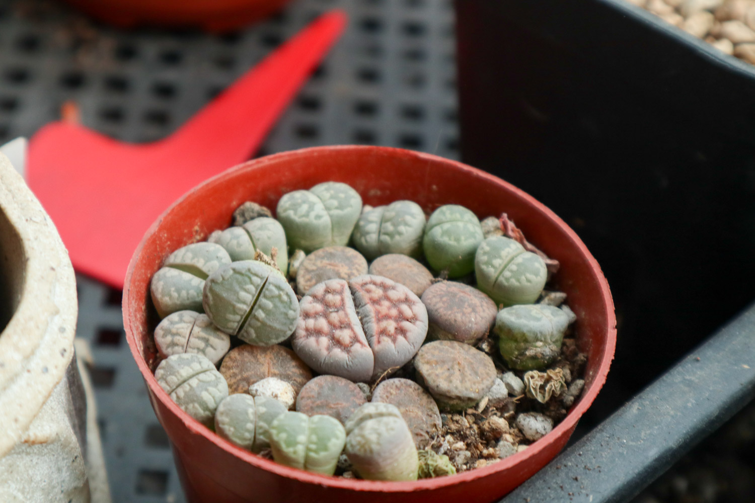 Lithops