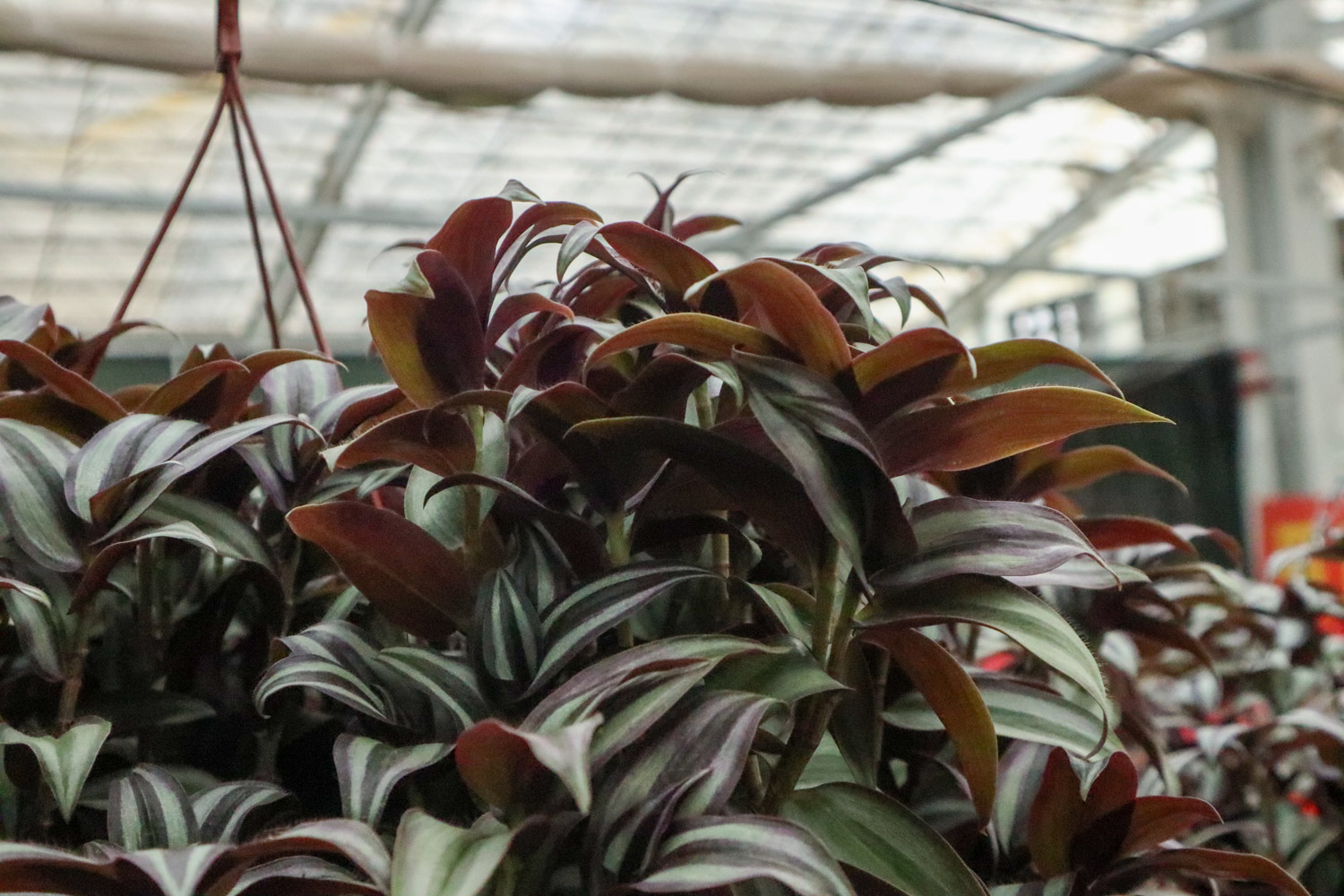 wandering jew