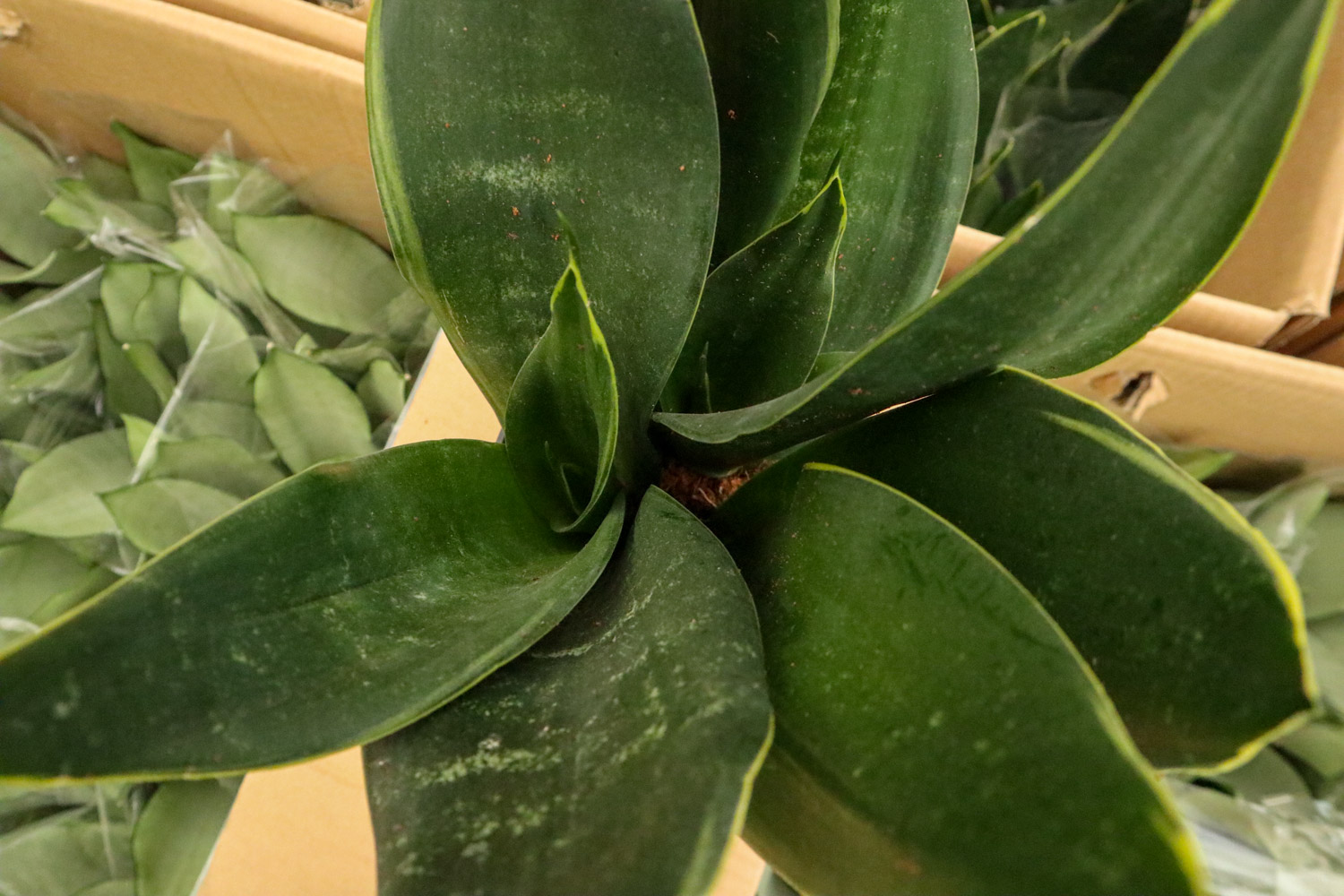 Sansevieria trifasciata