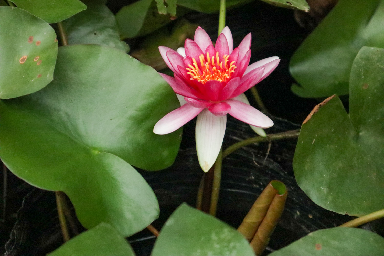 Water lilies