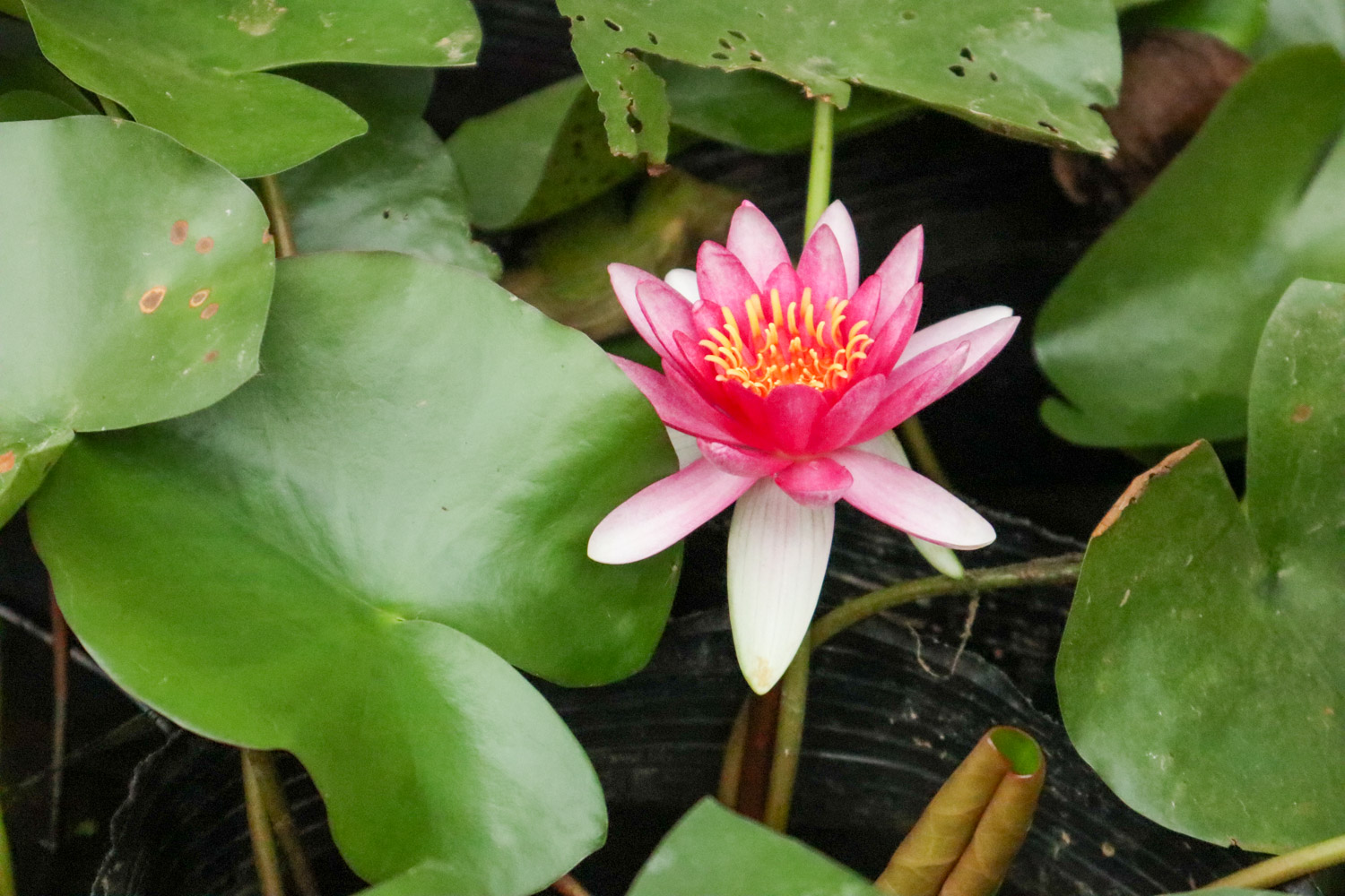 Water lilies