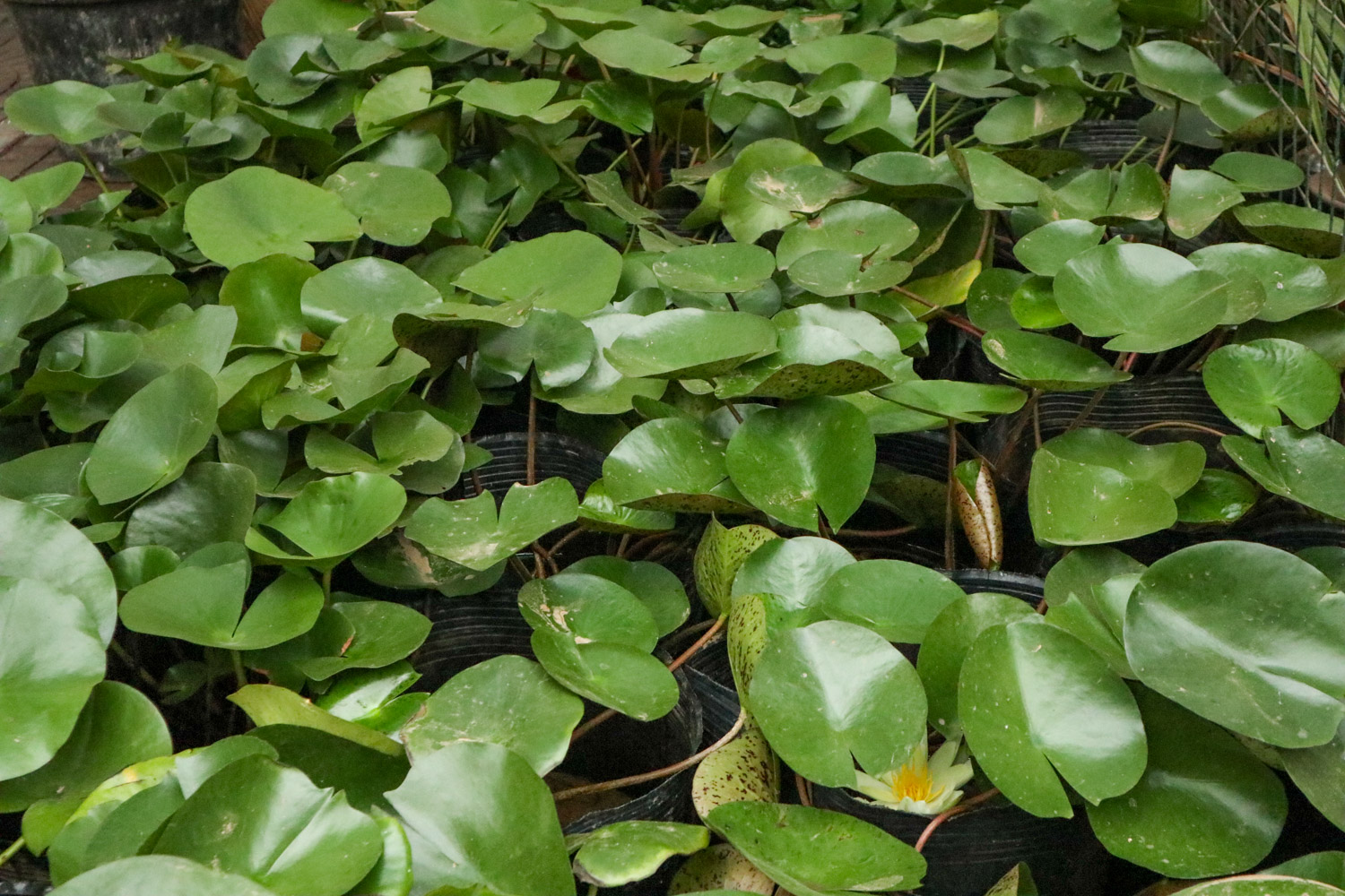 Water lilies