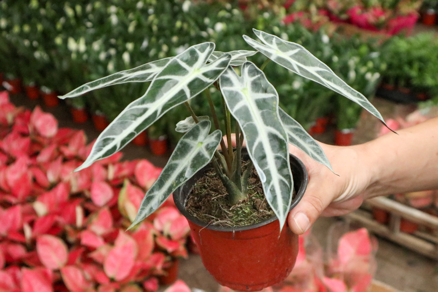 Alocasia xamazonica 