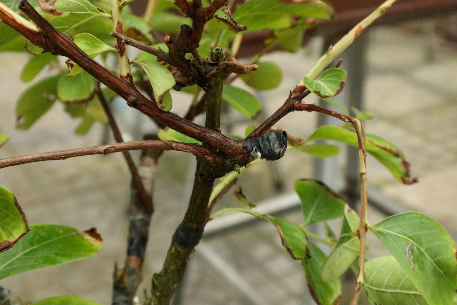 Crape myrtle