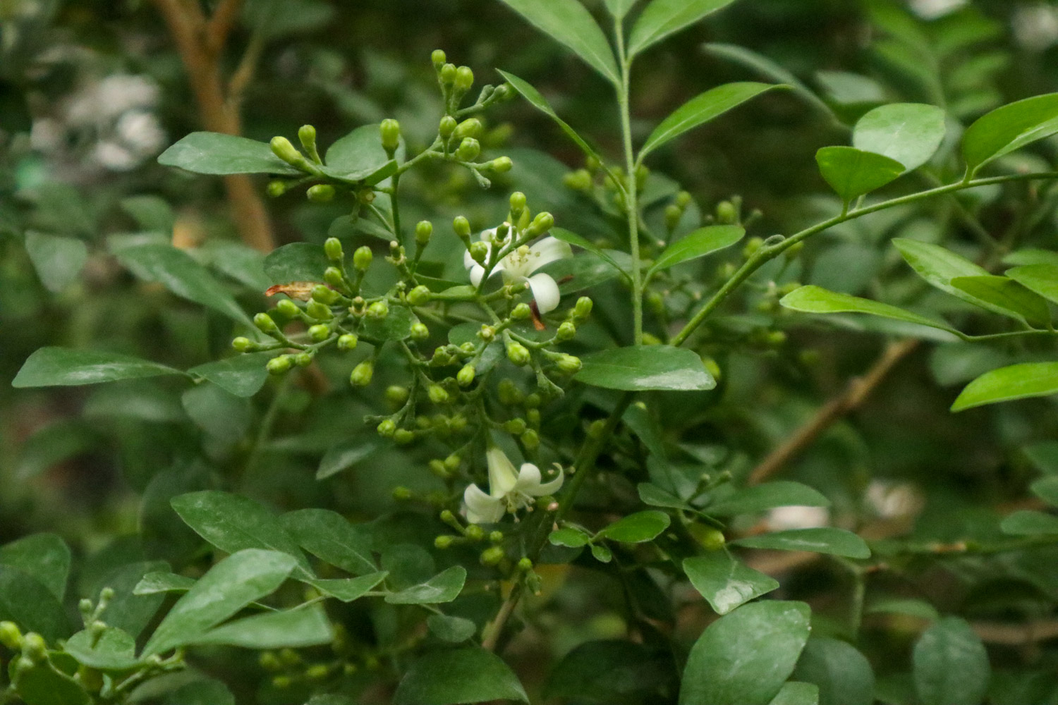 Orange Jessamine