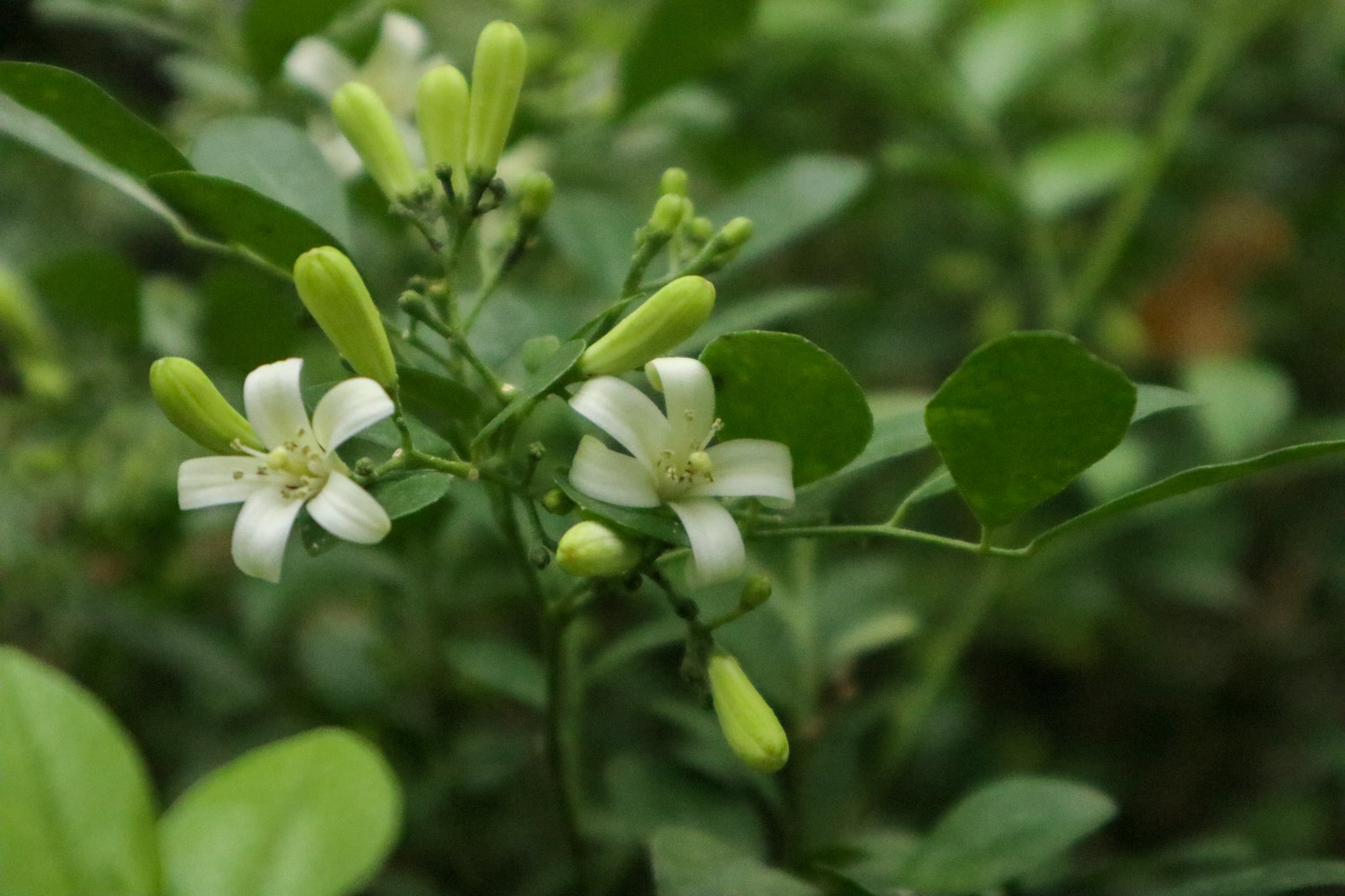 Orange Jessamine