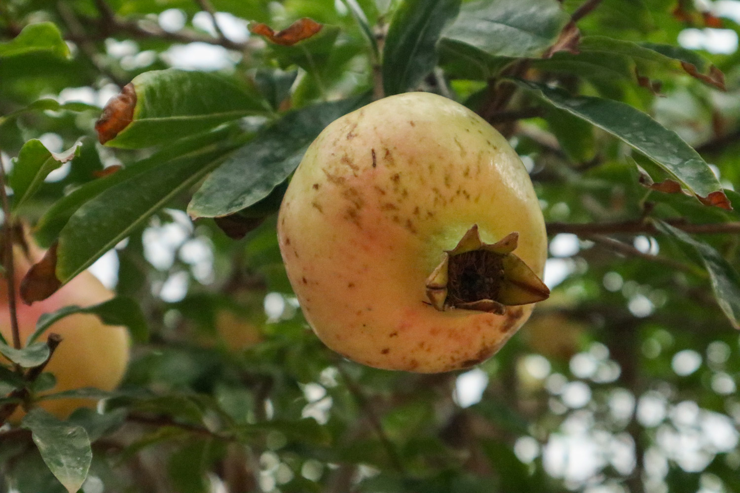 pomegranate