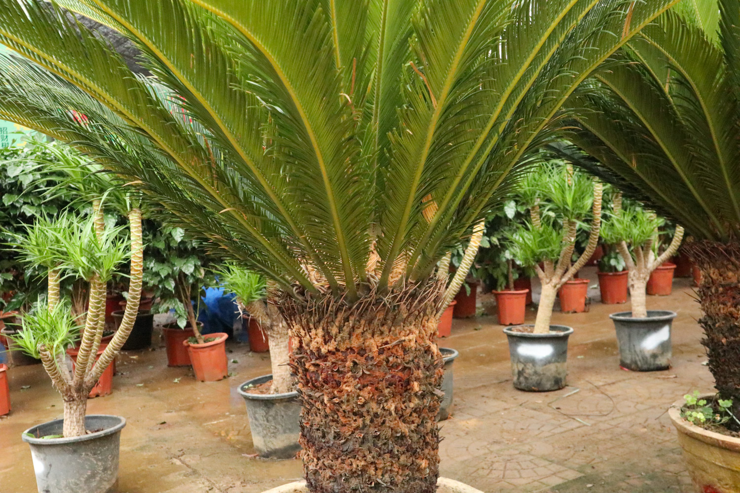 Cycas