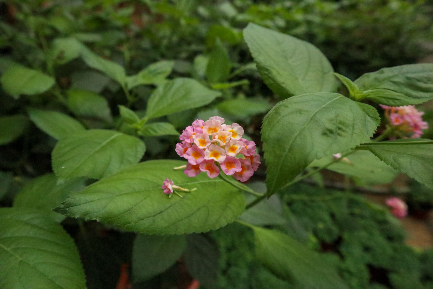 Lantana camara