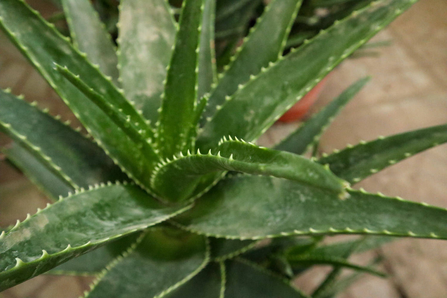 aloe