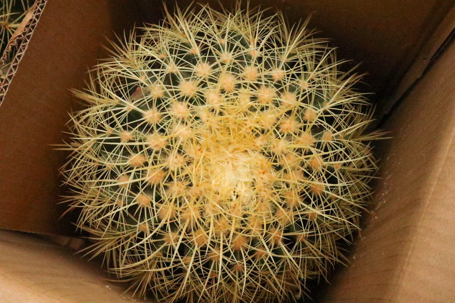 Echinocactus