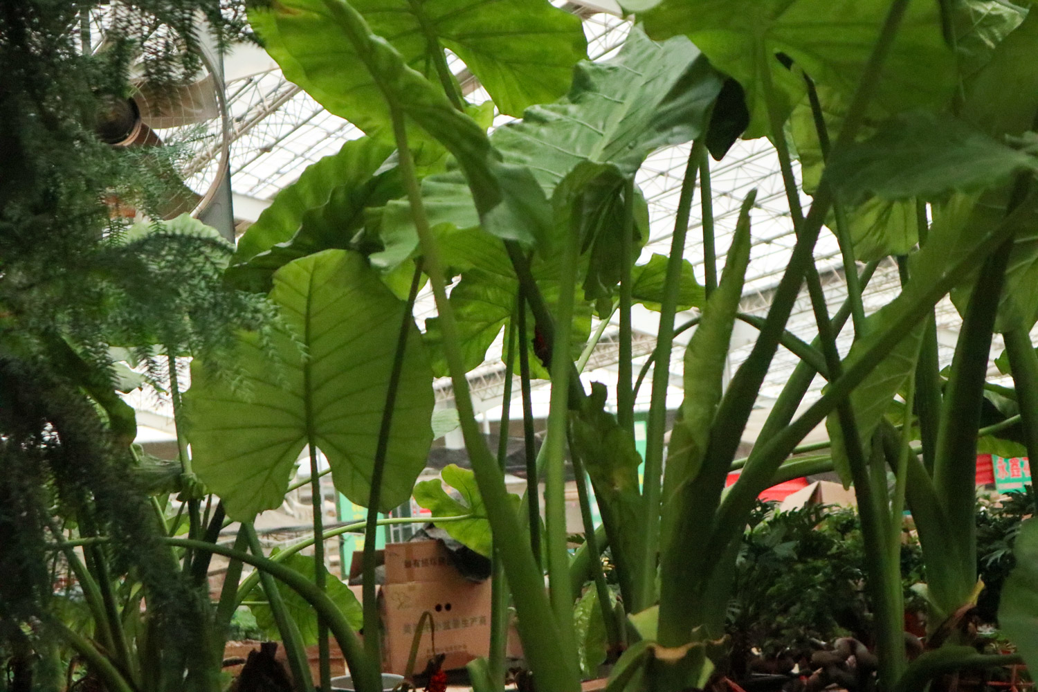 Alocasia macrorrhiza