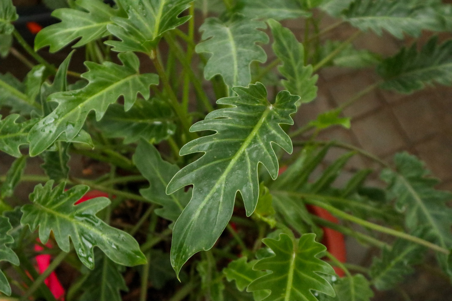 Fairy feather vine green velvet