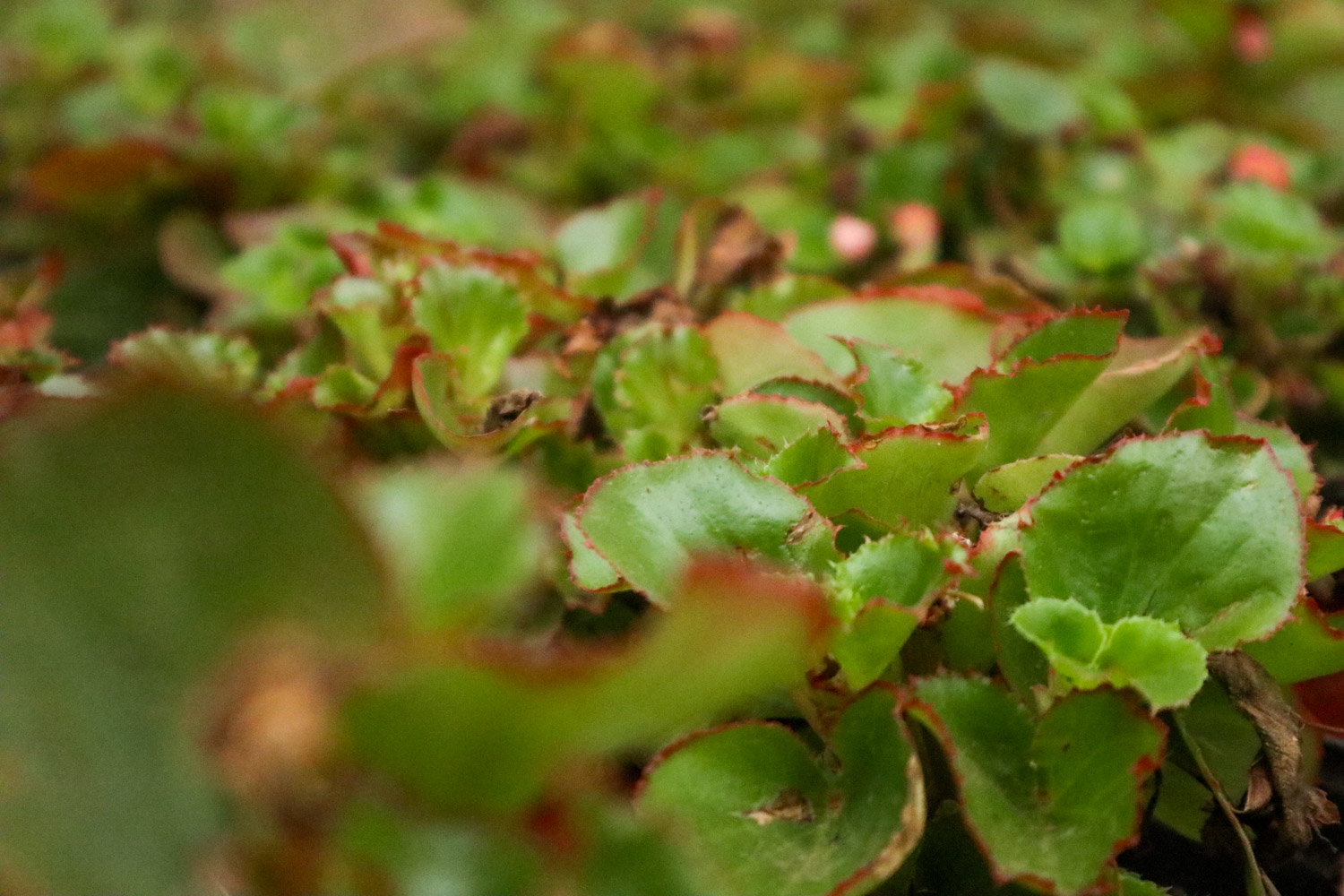 Begonia semperflorens