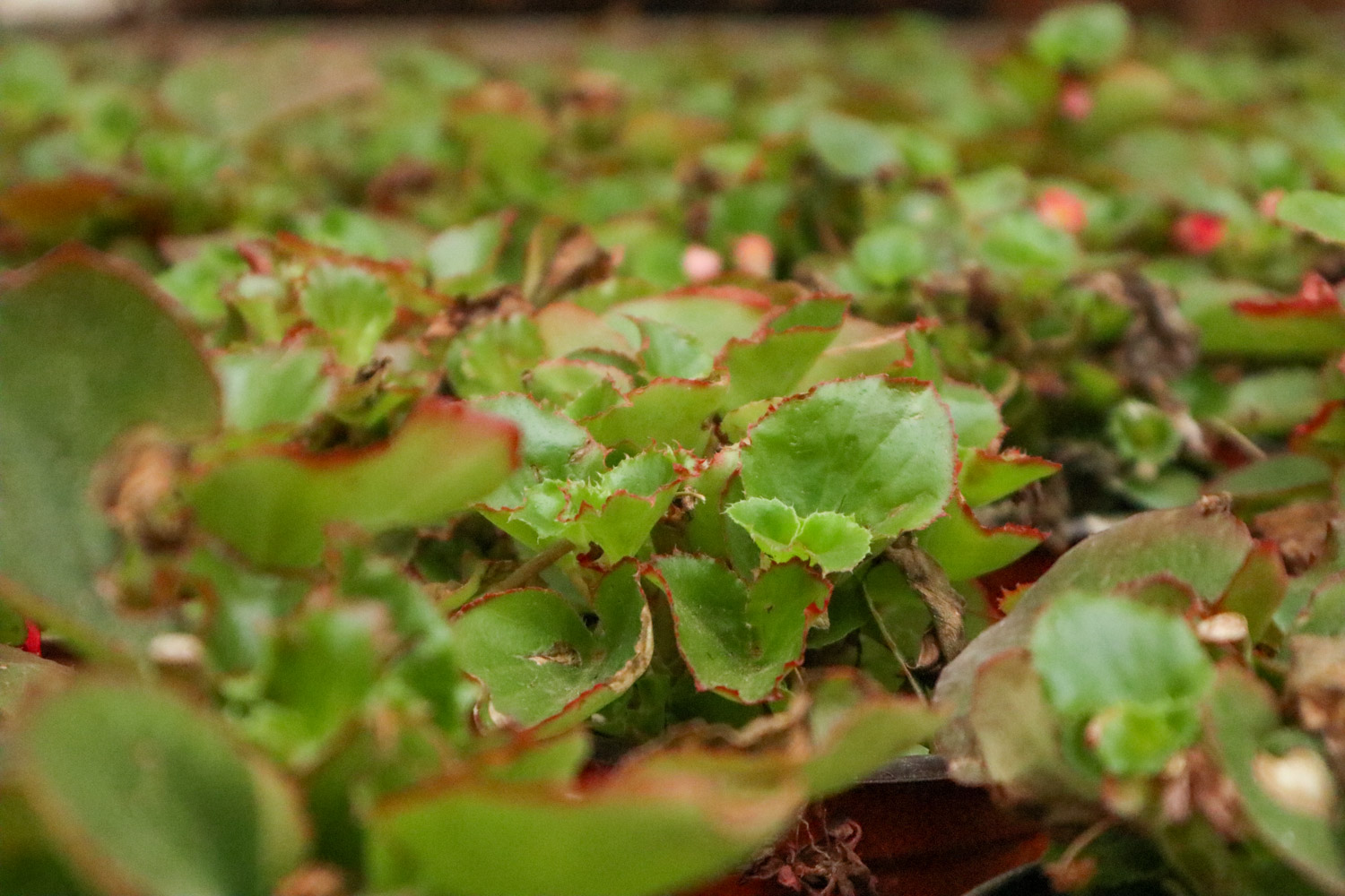 Begonia semperflorens