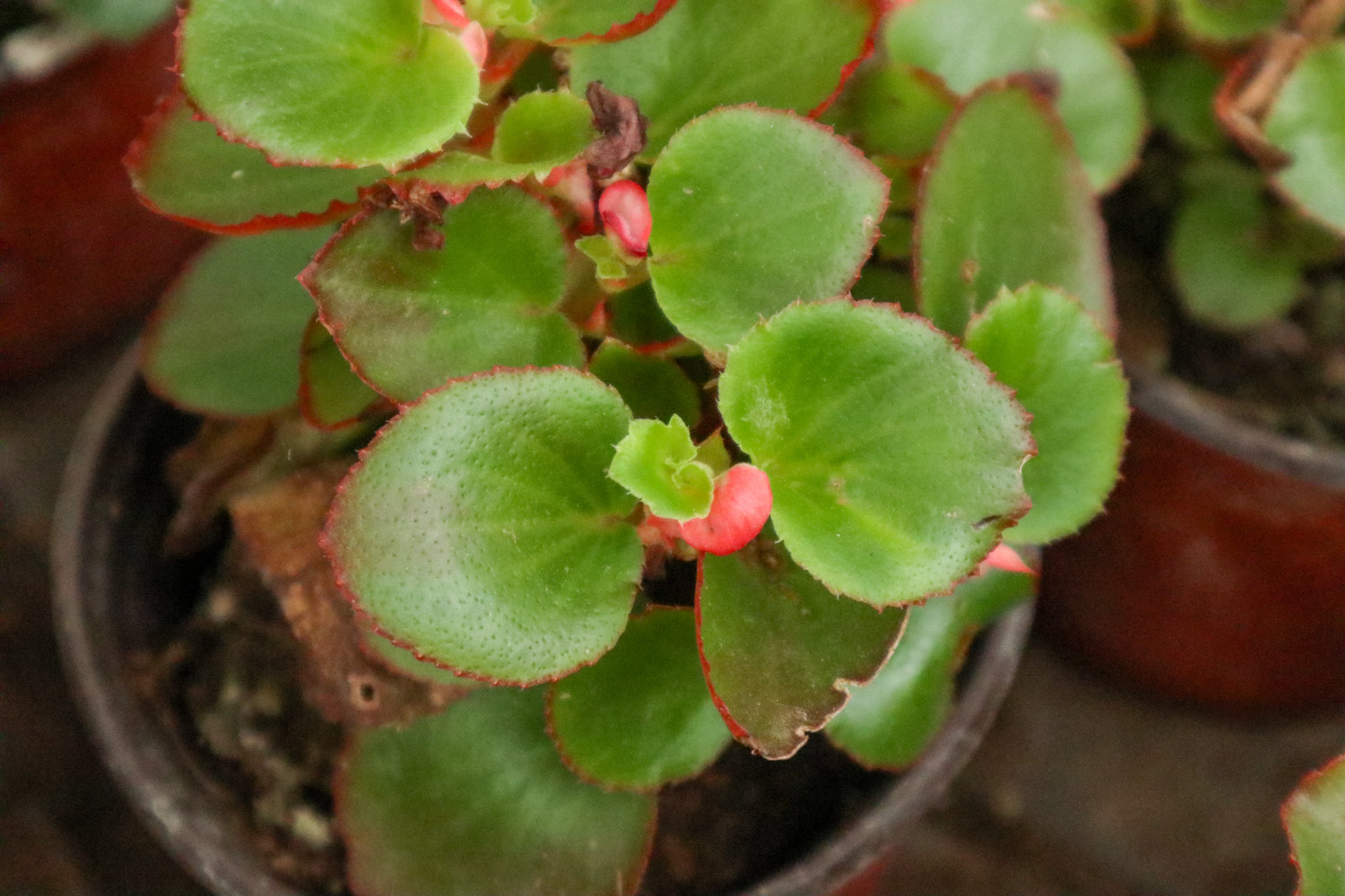 Begonia semperflorens