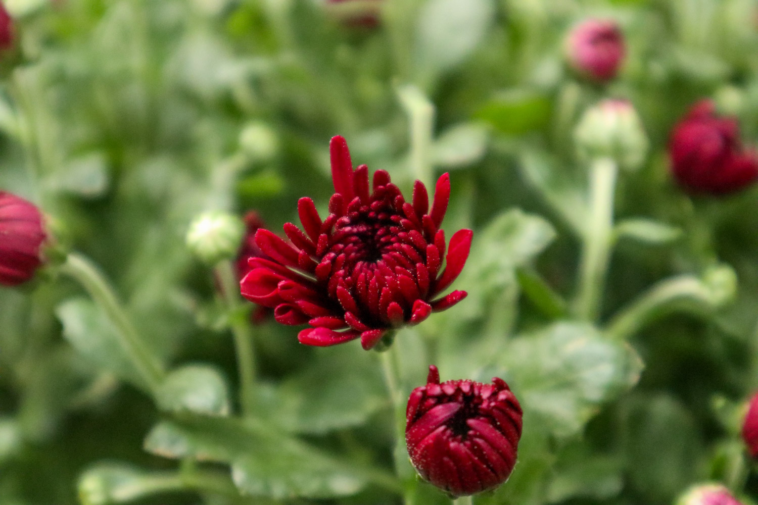 Chrysanthemum