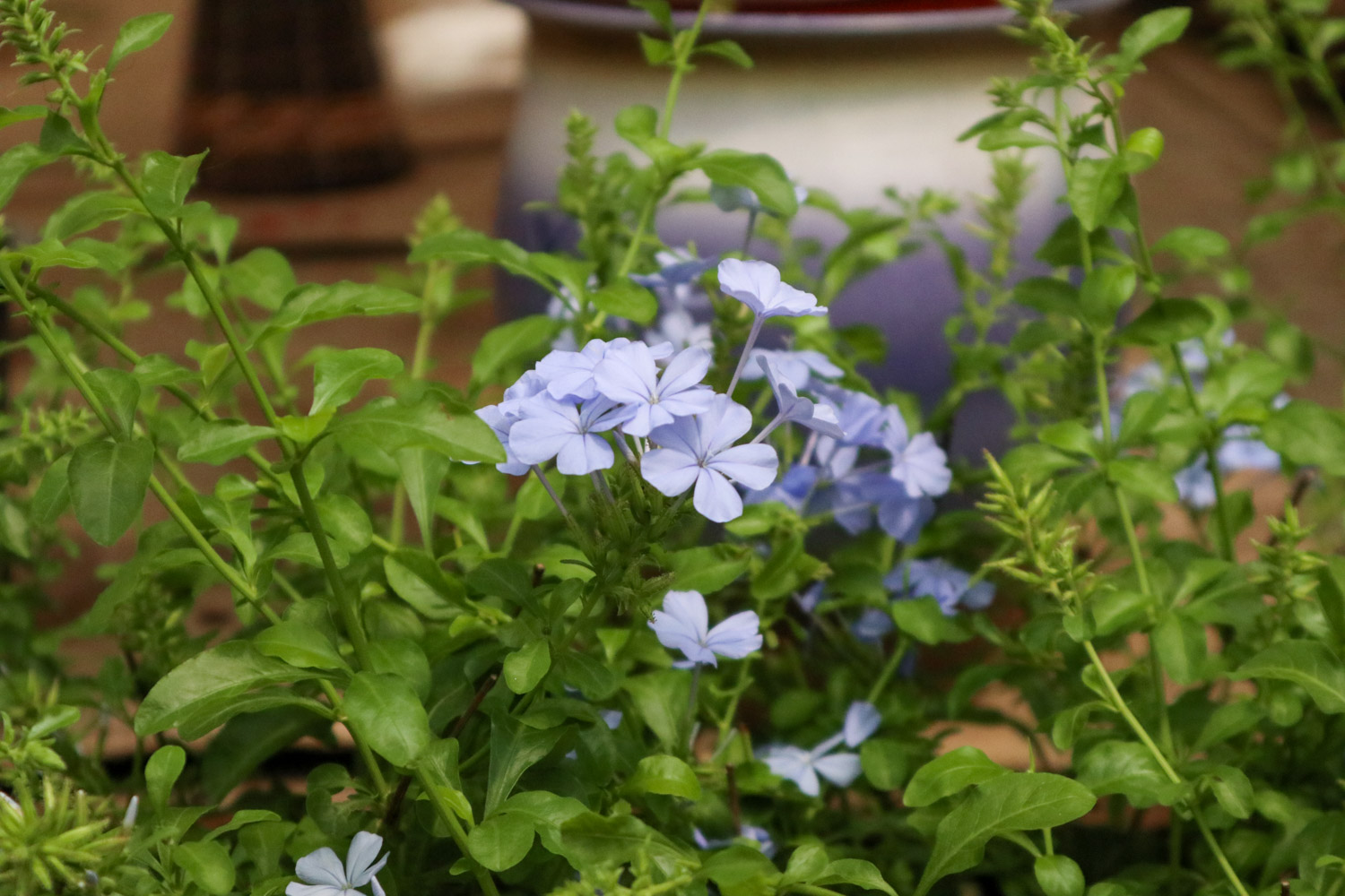 Plumbago Auriculata