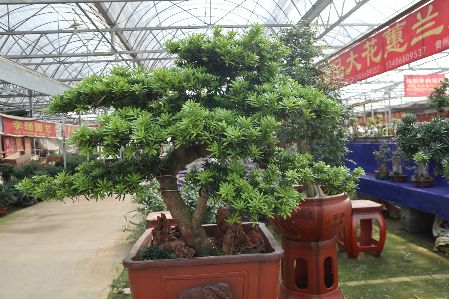 Podocarpus