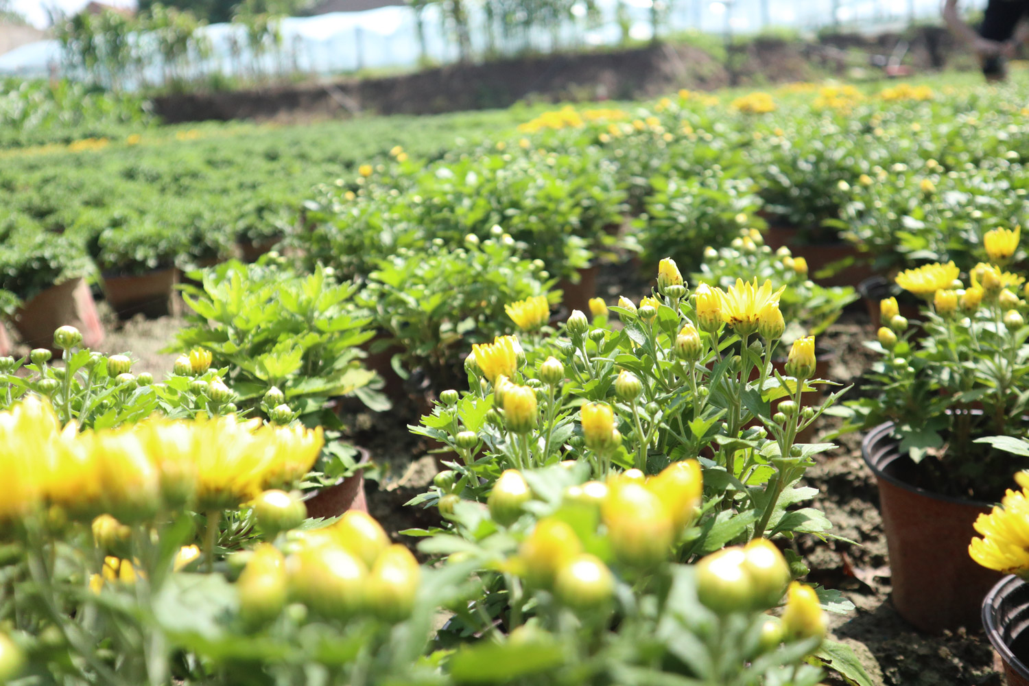 Chrysanthemum