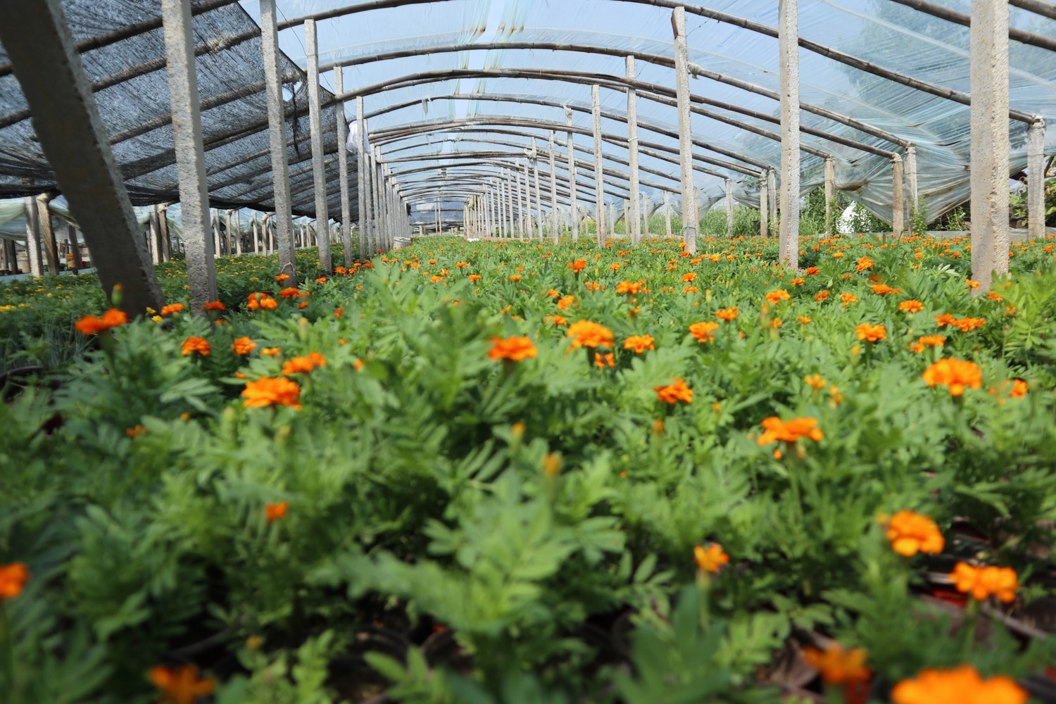 southern cone marigold