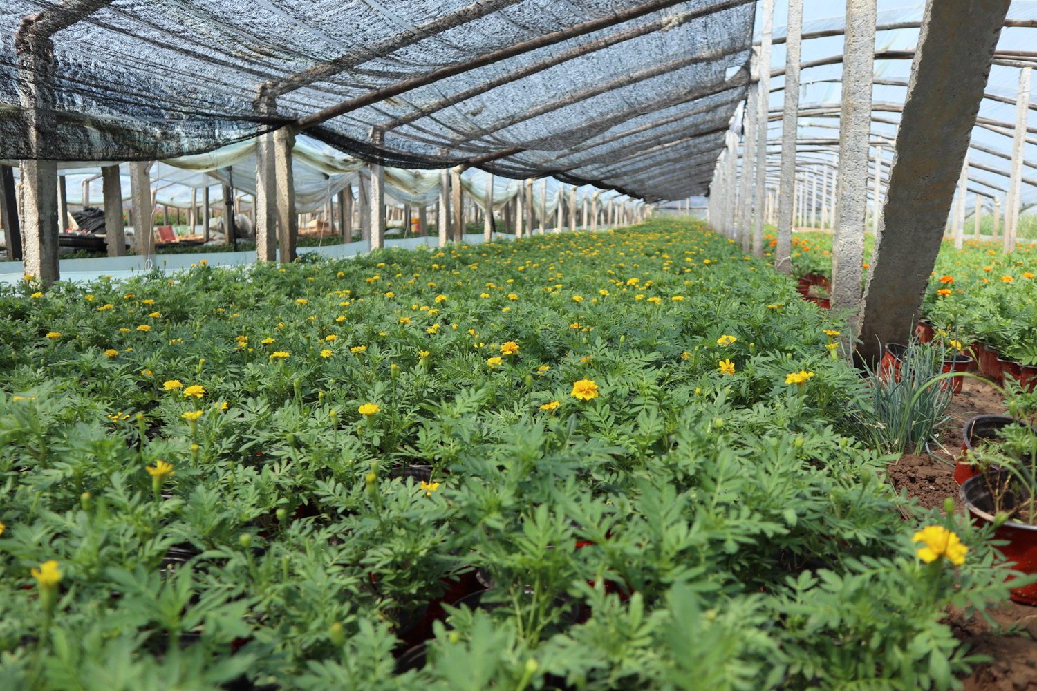 southern cone marigold