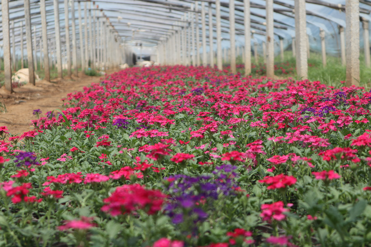 Verbena