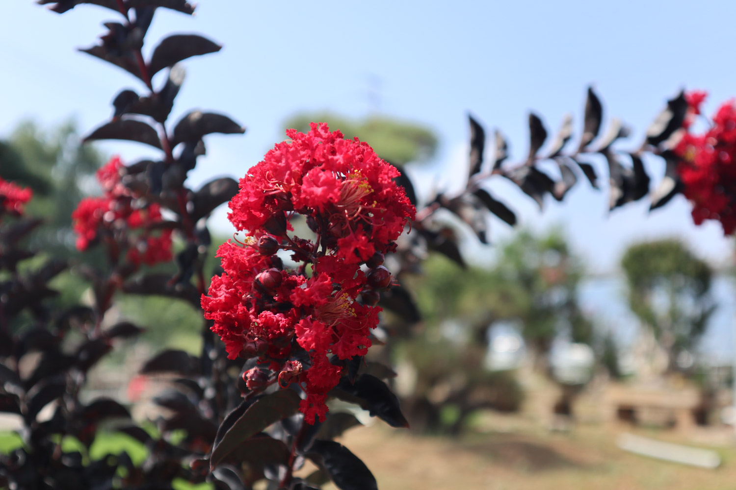 Crape myrtle