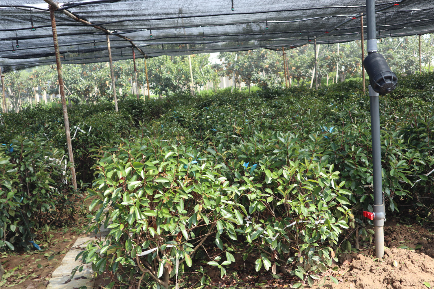 Chinese photinia