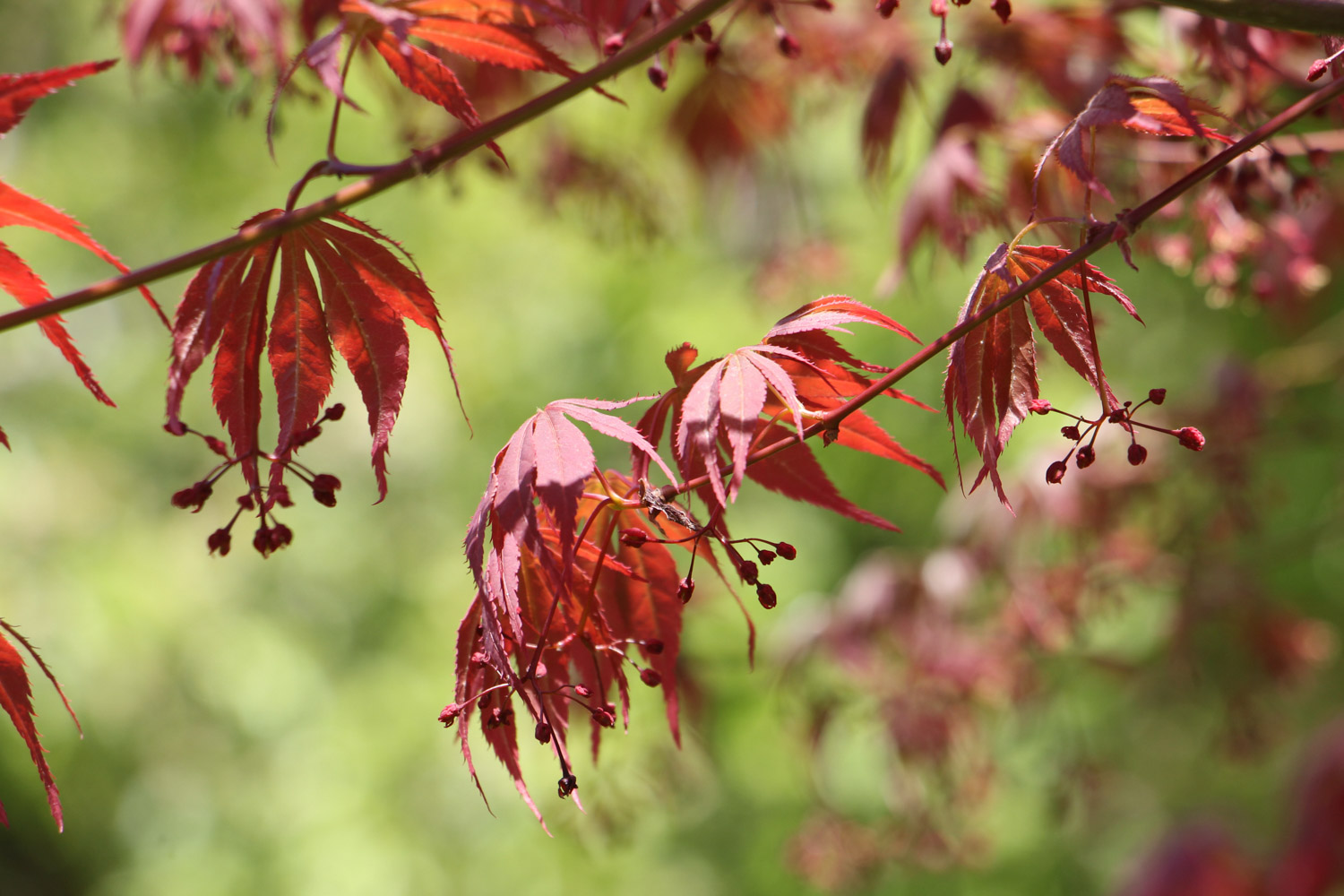 Acer henryi