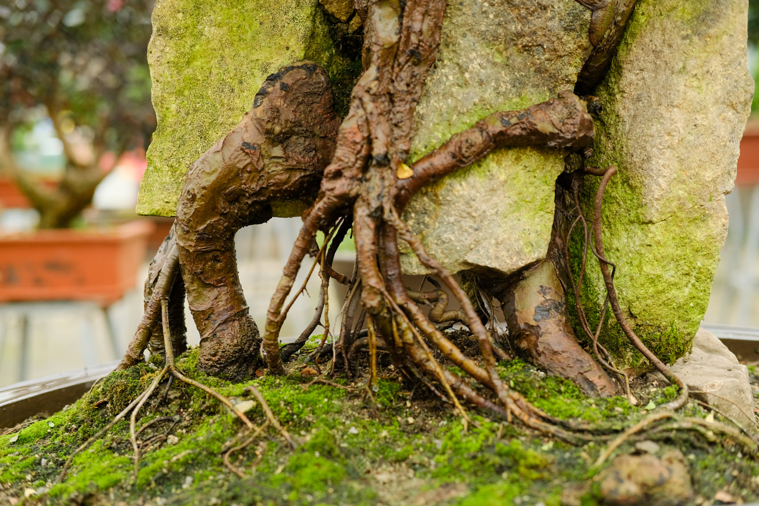 bonsai