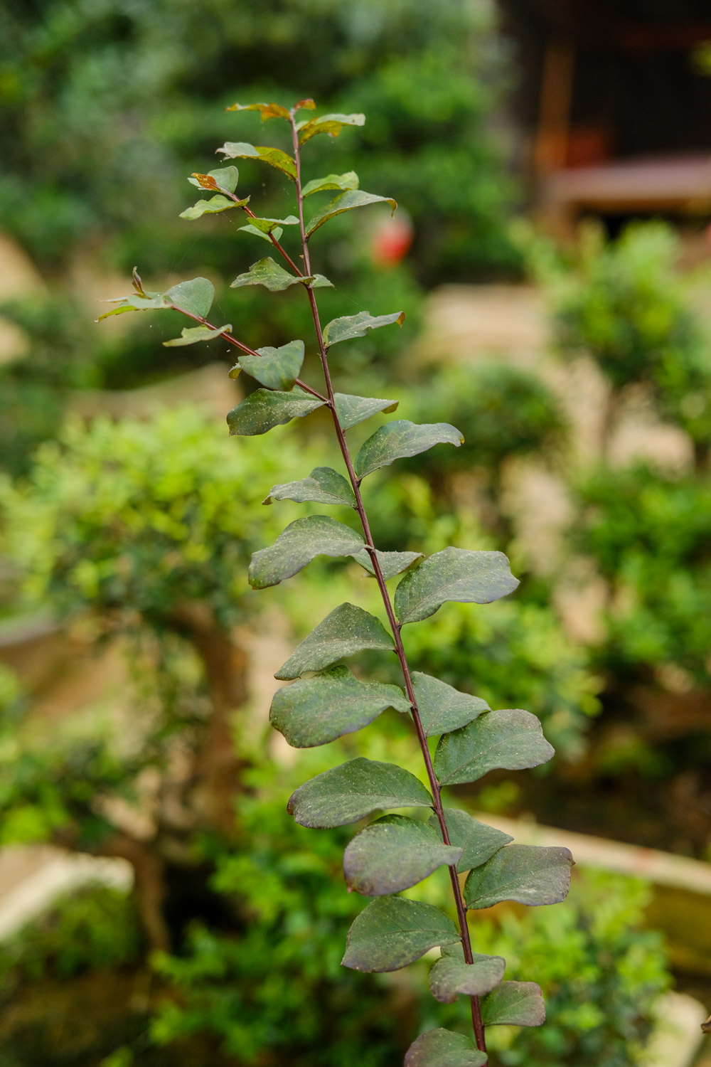 bonsai