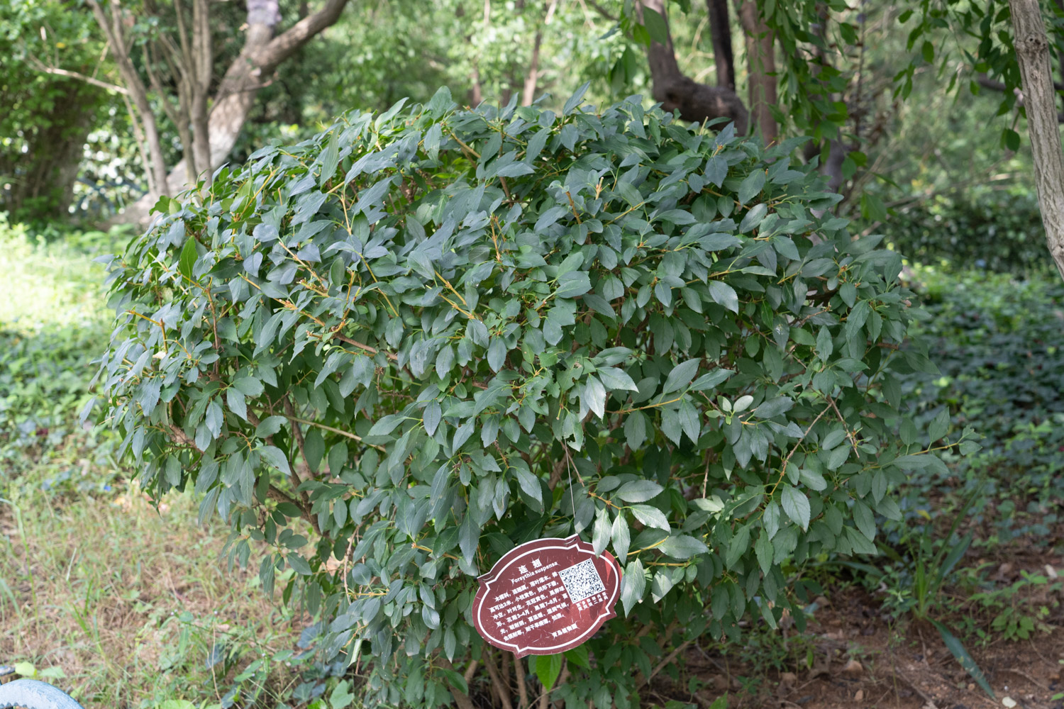 Forsythia suspensa