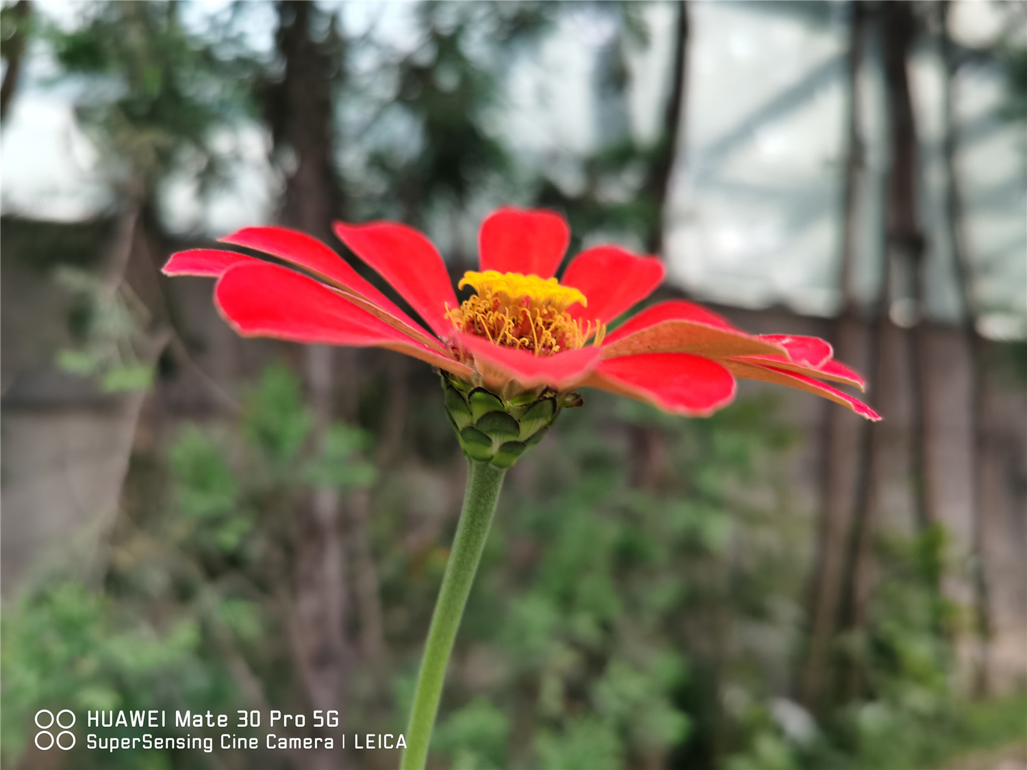 Zinnia