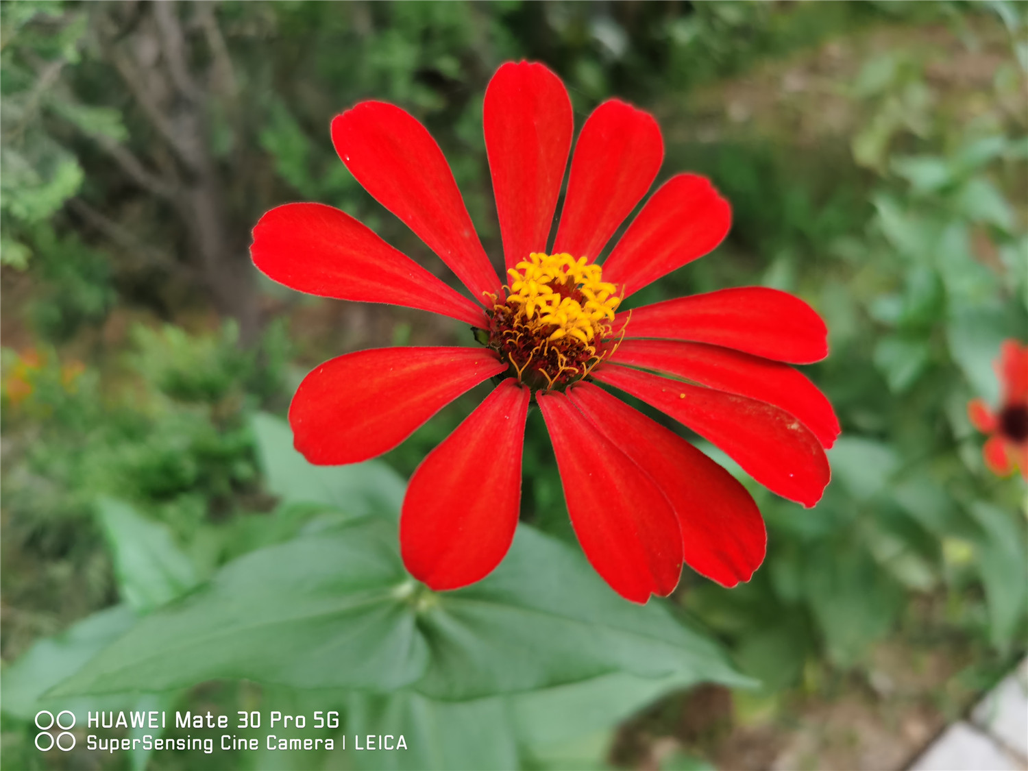 Zinnia