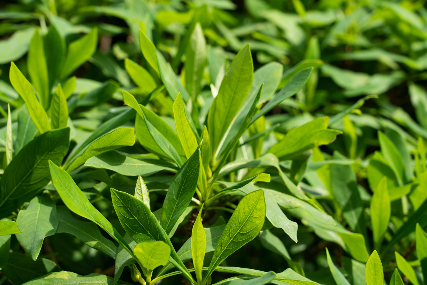 Oriental Paperbush