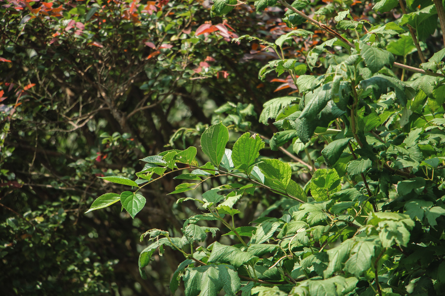 Viburnum