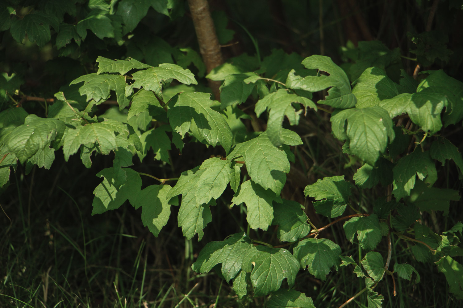 Viburnum