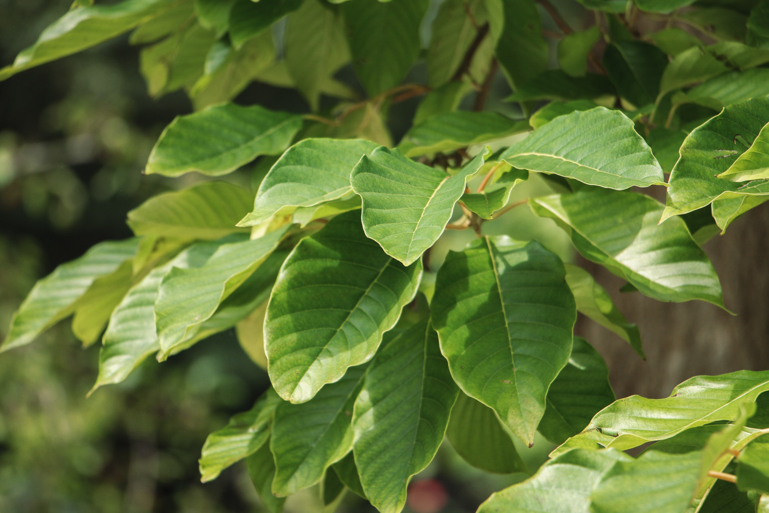 Camptotheca acuminata