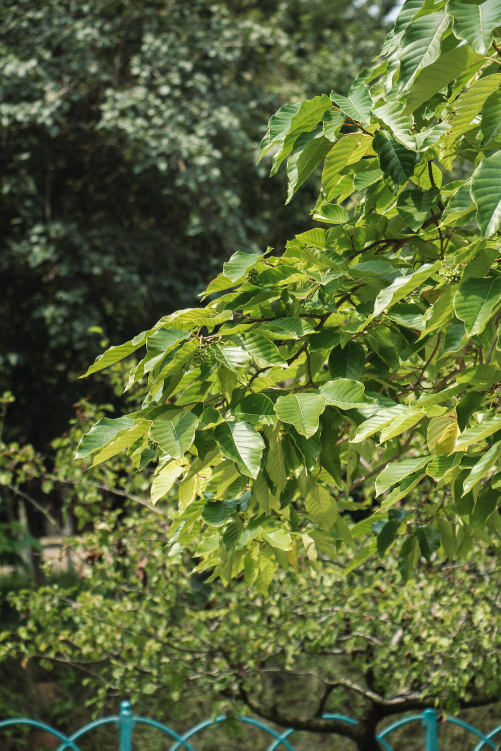 Camptotheca acuminata