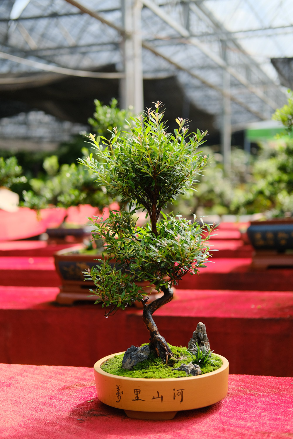 bonsai