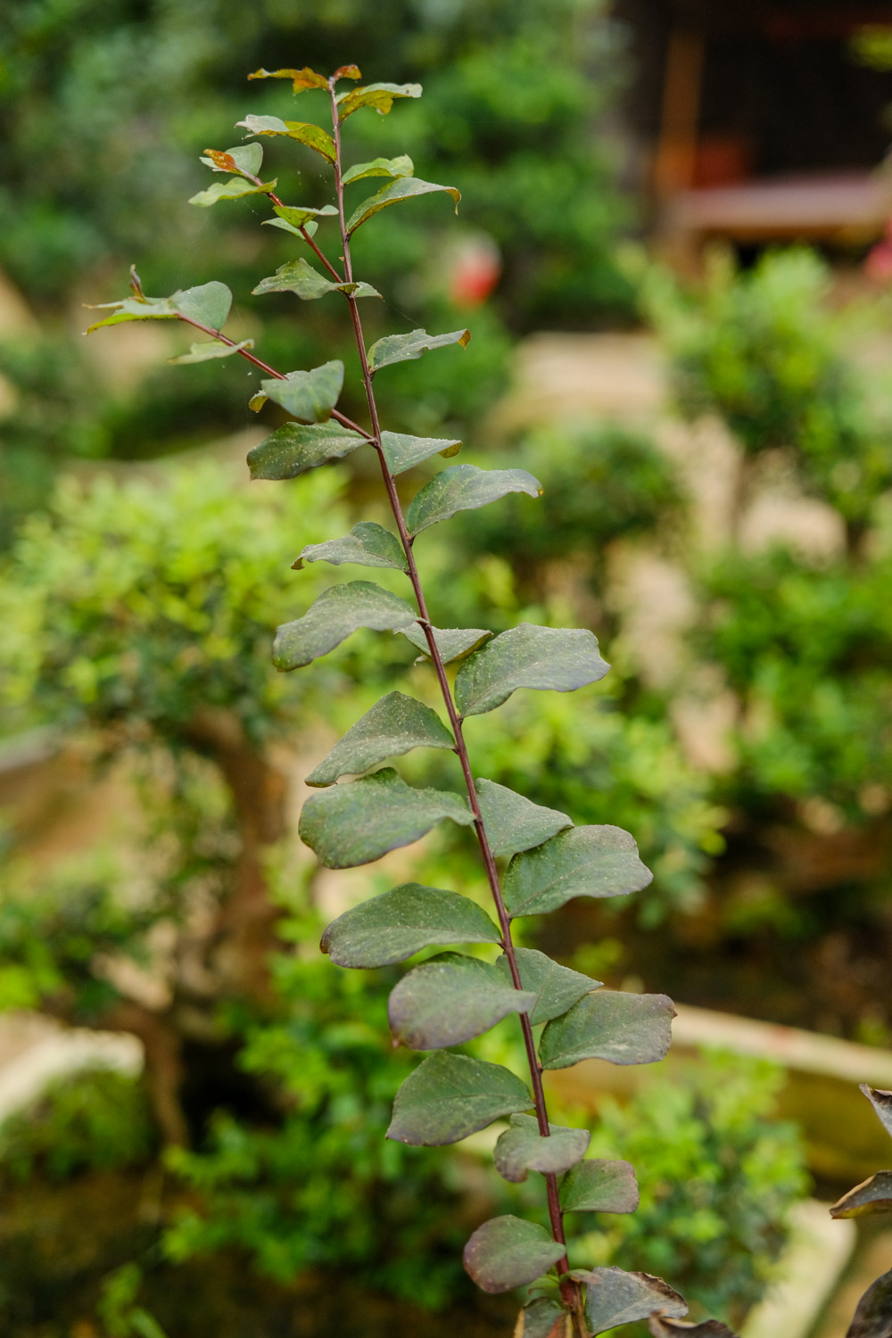 bonsai