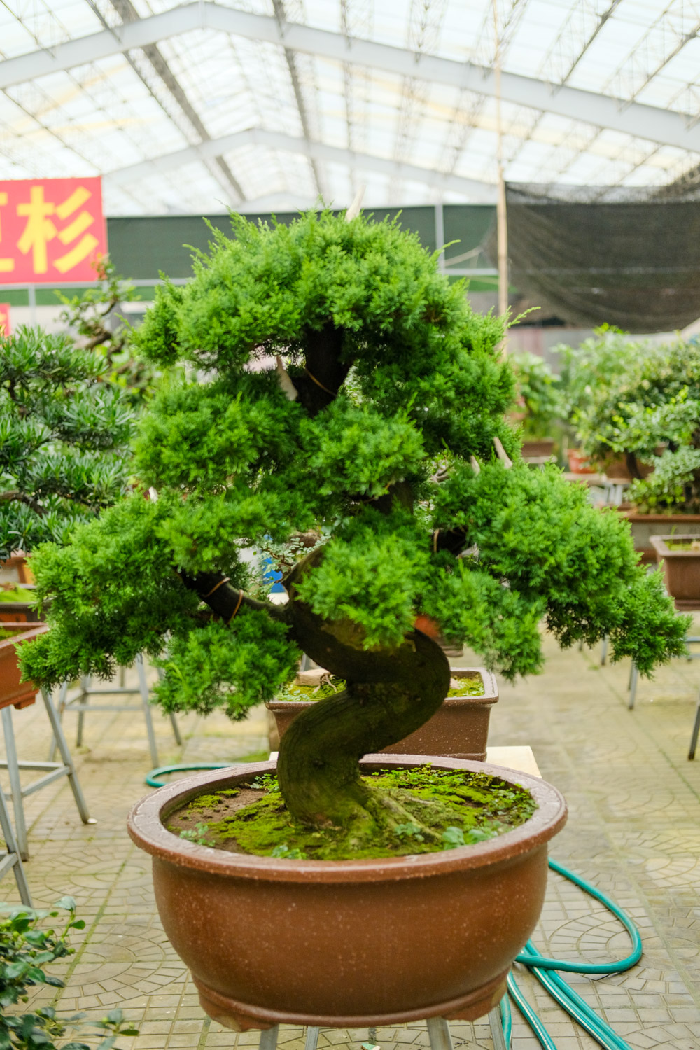 bonsai