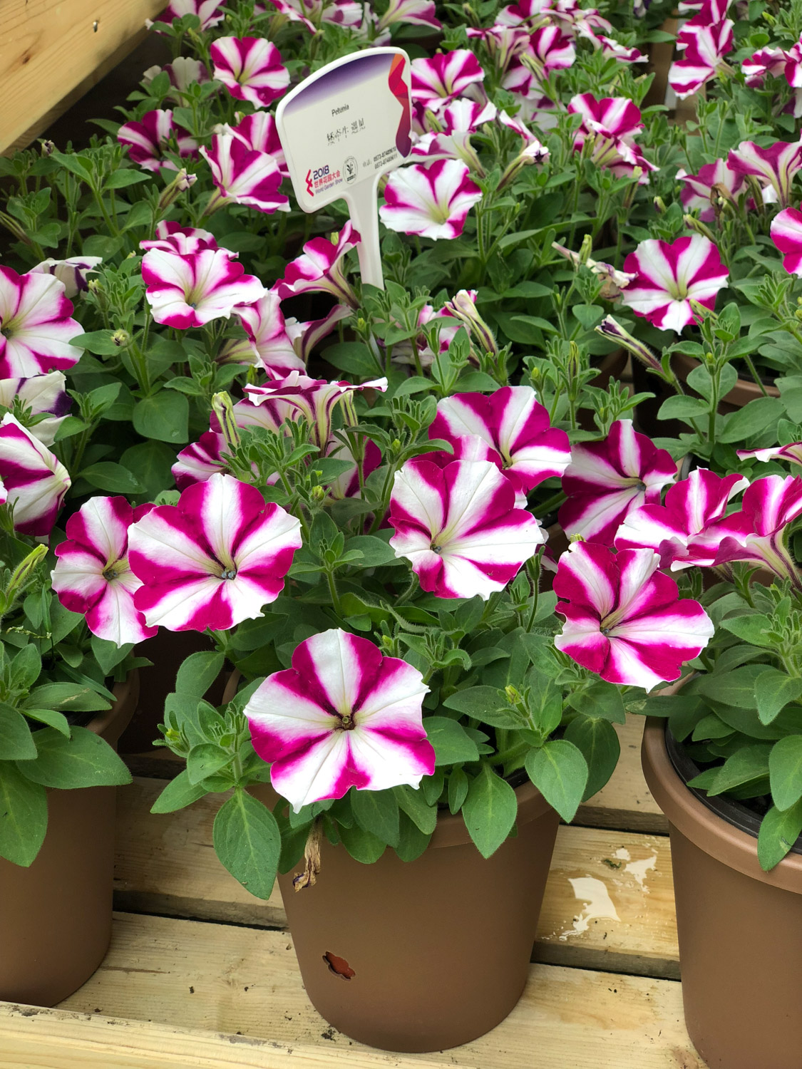 Petunia hybrida