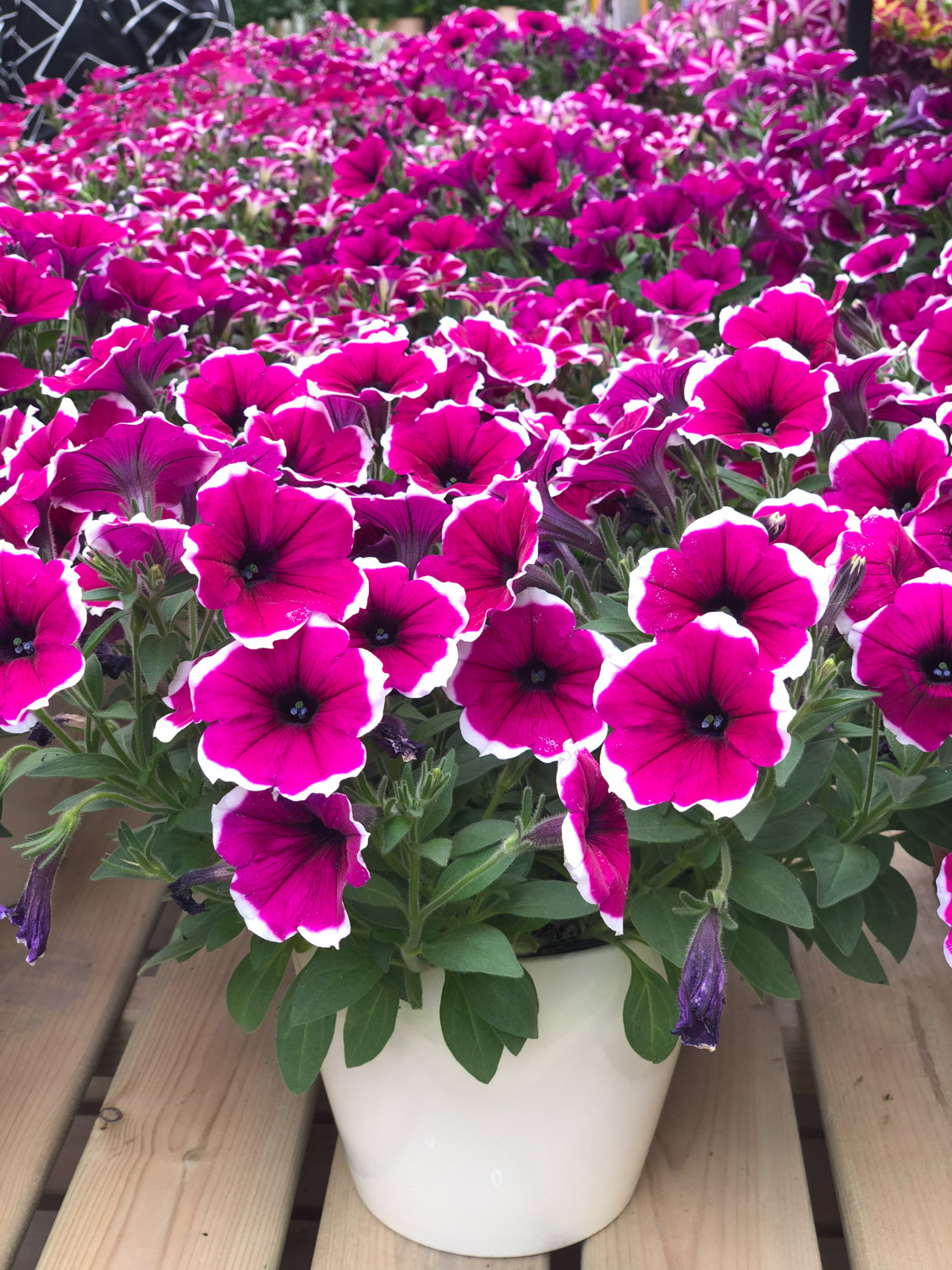 Petunia hybrida