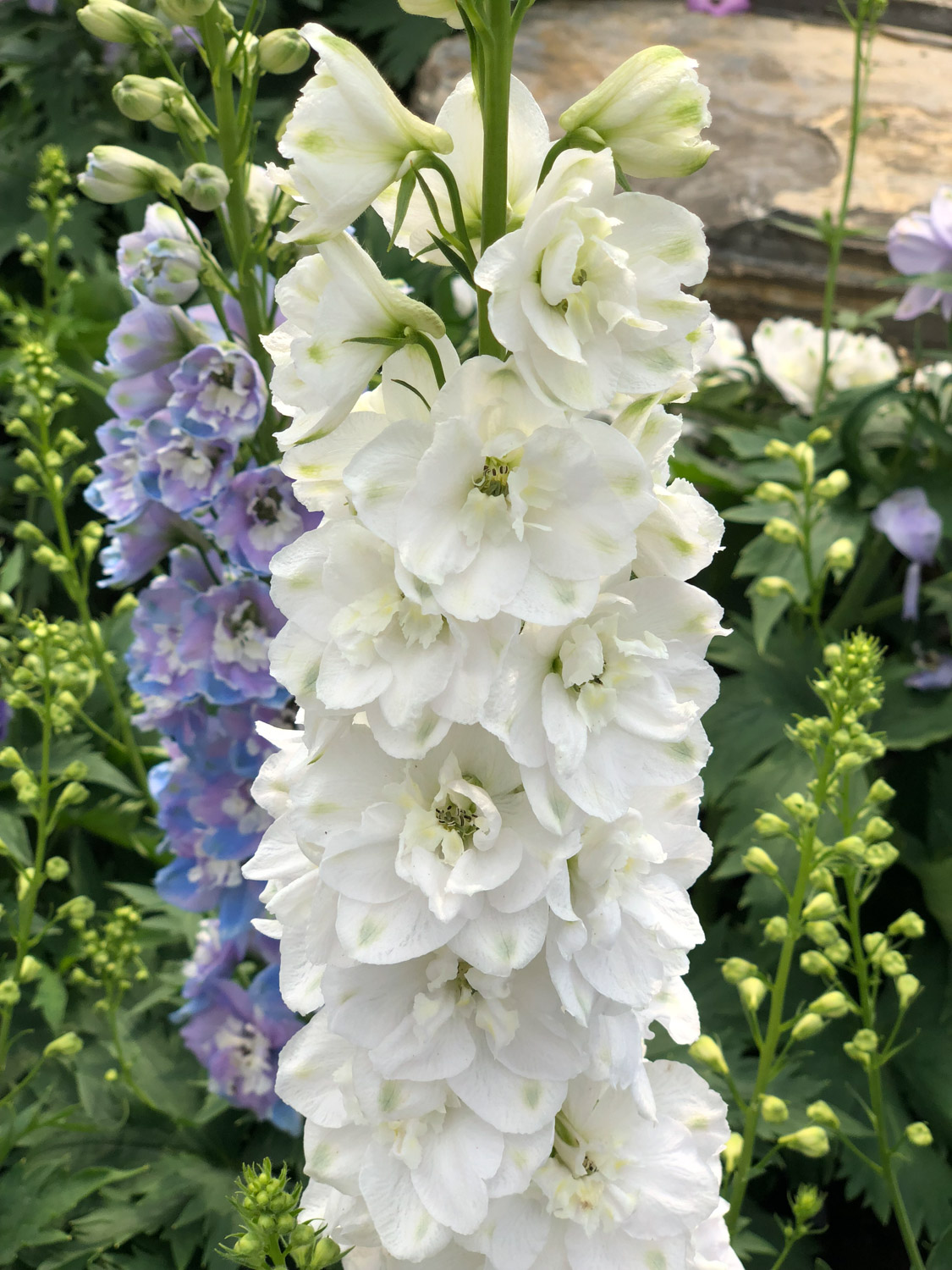 larkspur