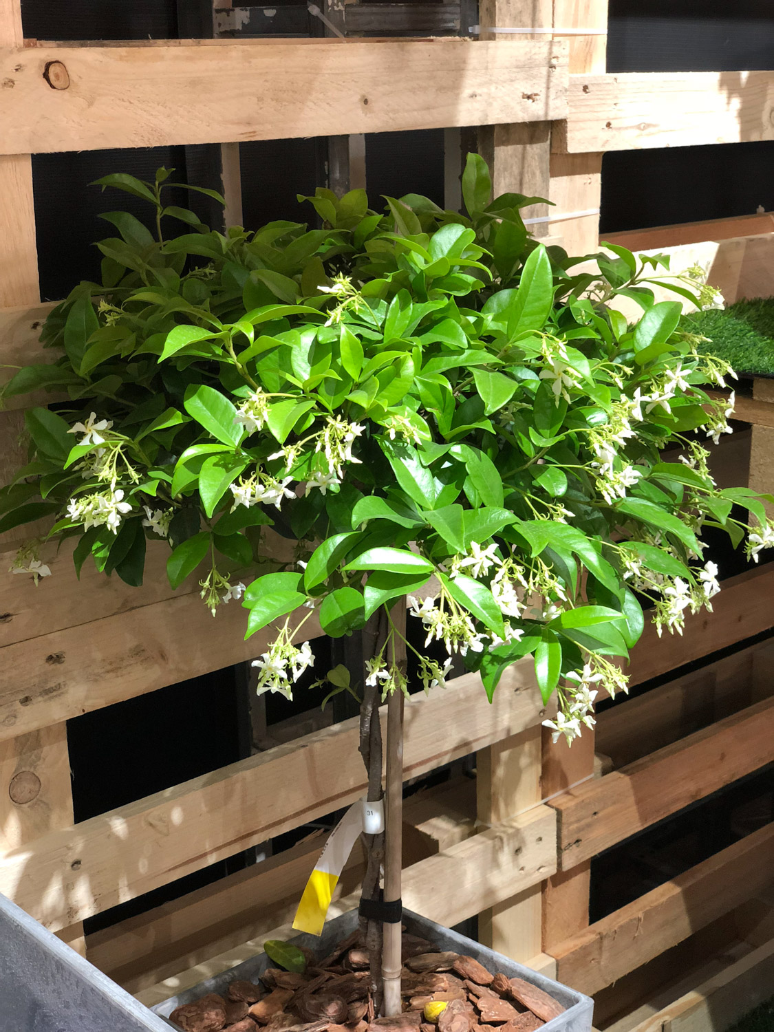 Windmill Jasmine