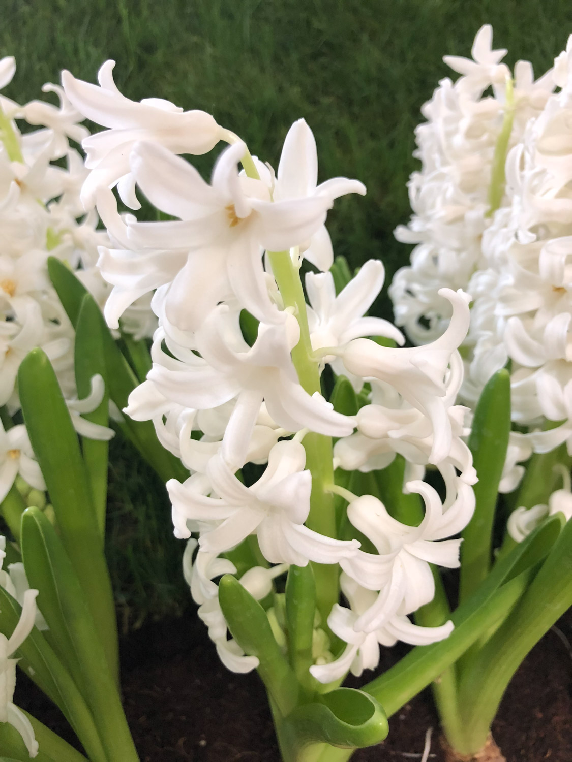 Hyacinth