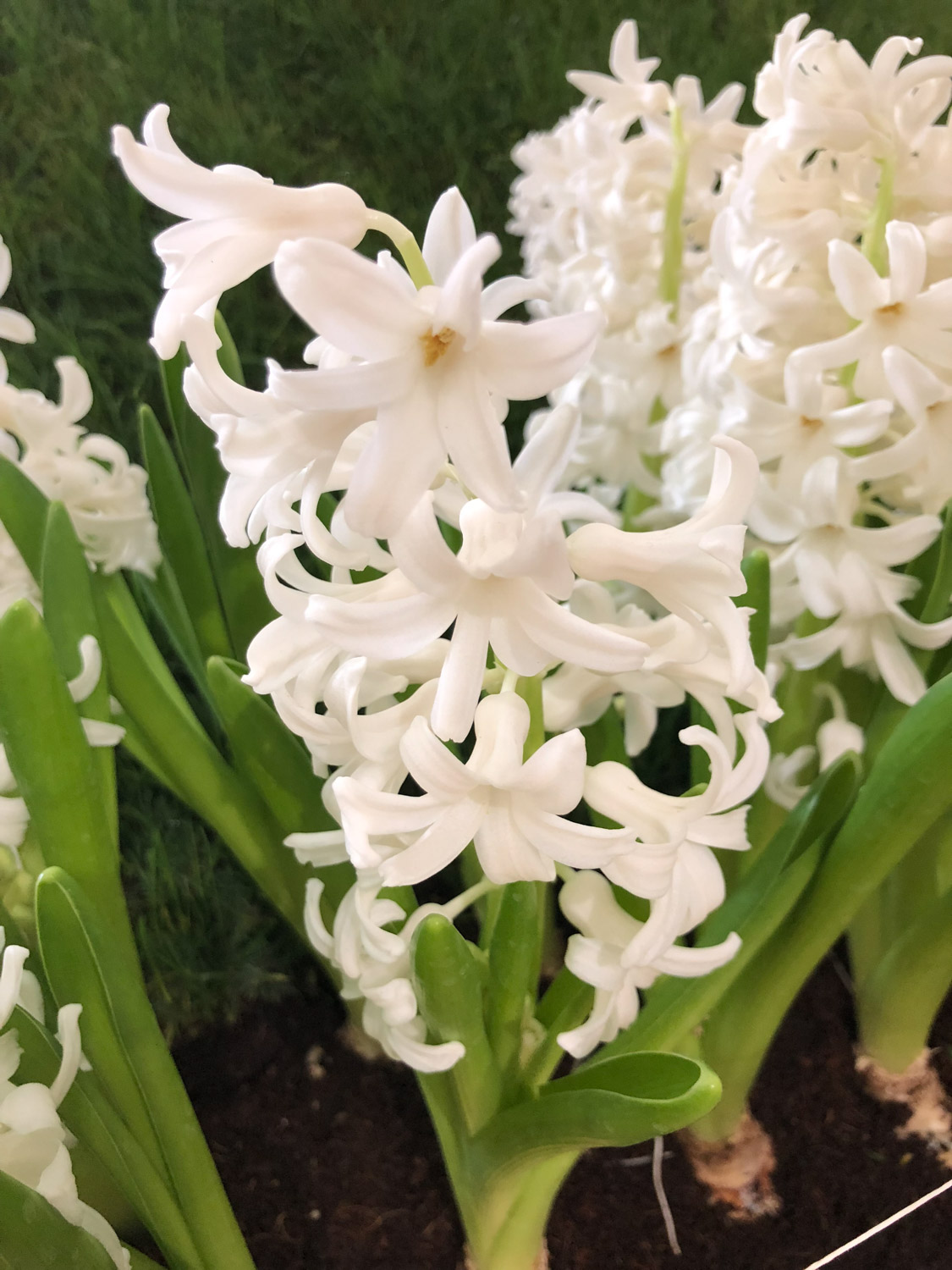 Hyacinth