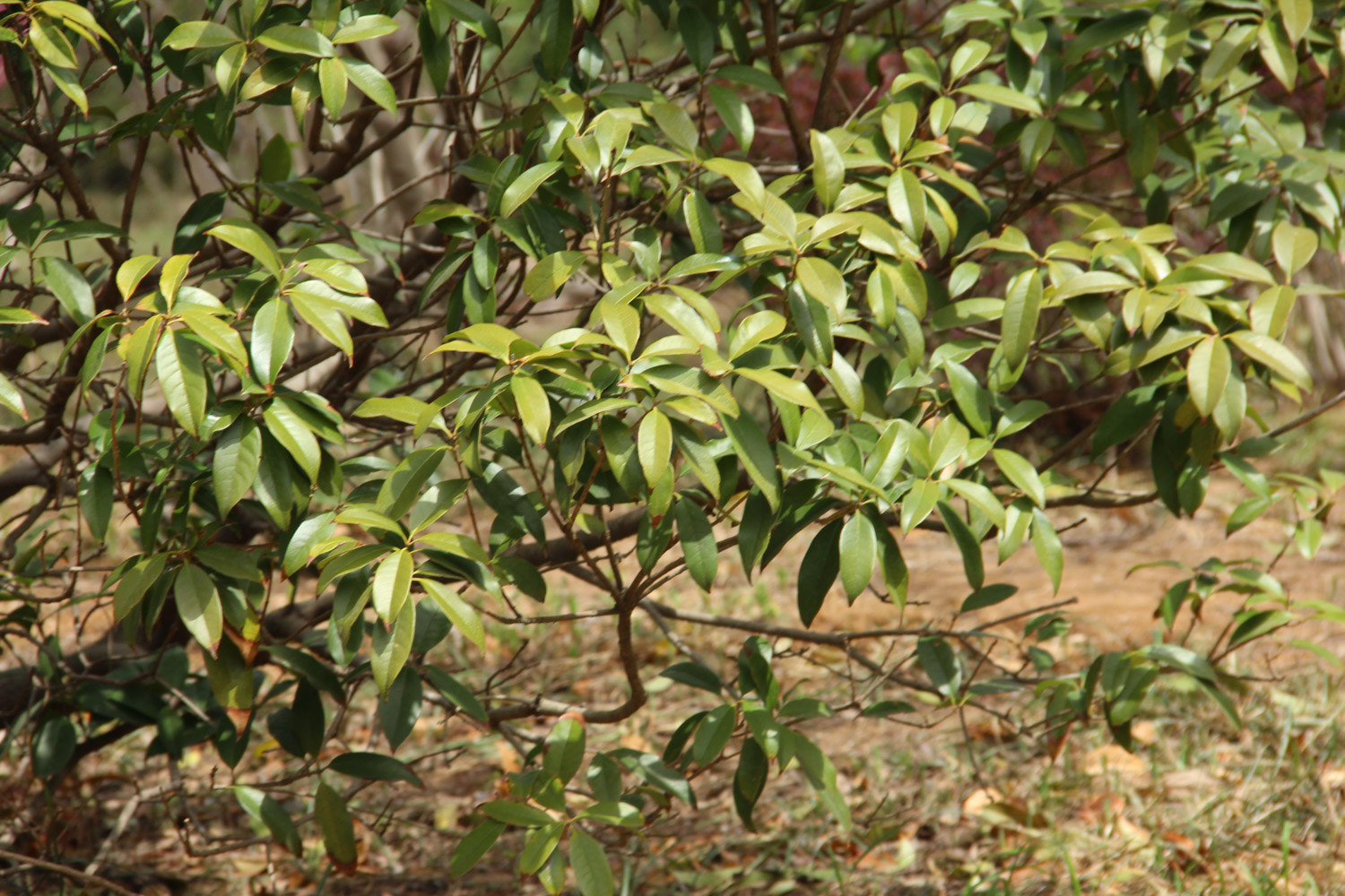 sweet-scented osmanthus